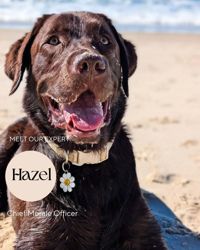 labrador enjoying a sunny beach day — life's simple joys
